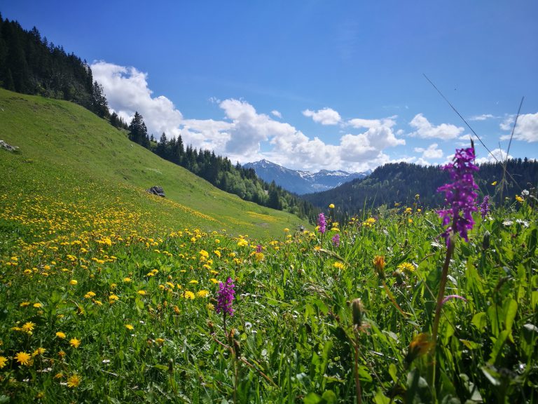 Alpensommer